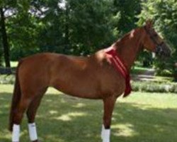 broodmare Niobe 21 (German Sport Horse, 2005, from Ra 1)