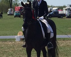 dressage horse Kalino 11 (German Riding Pony, 2008)