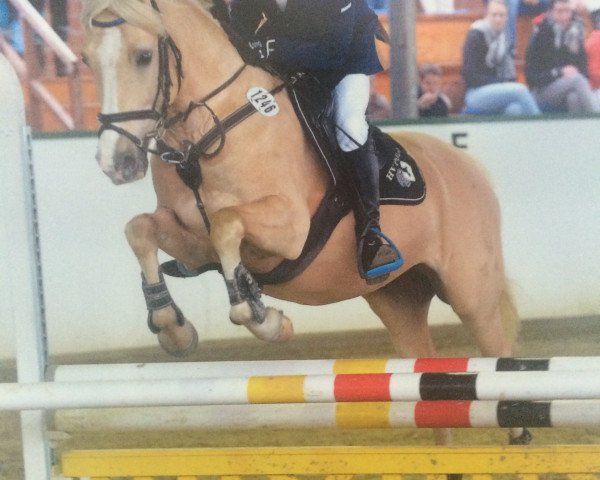 jumper Gondor 9 (German Riding Pony, 2003, from Gershwin)