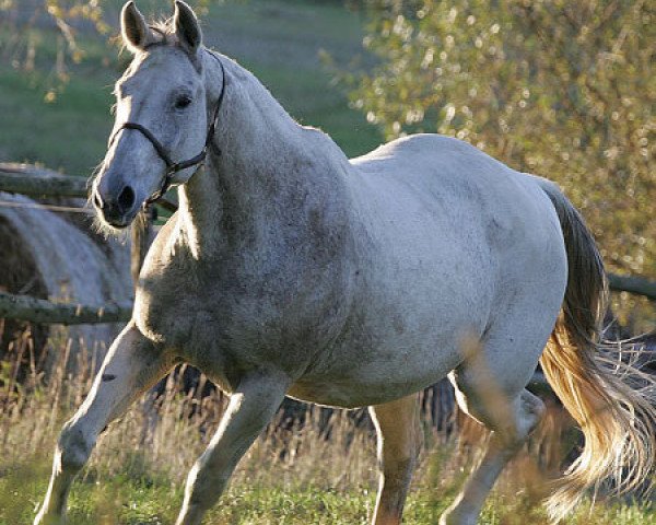 broodmare Wendestar (Hanoverian, 1998, from Wendekreis)