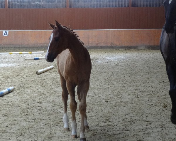 dressage horse Florida H (Westphalian, 2016, from Farbenspiel)