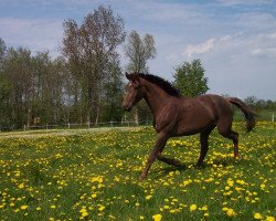 broodmare Alida (Holsteiner, 2003, from Aljano)