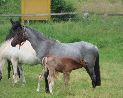 dressage horse Santa Fee (Deutsches Reitpony, 2010, from Santiago)