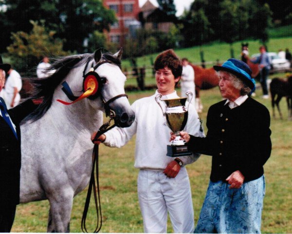 stallion Schwalmprinz (Welsh-Pony (Section B), 1991, from Sarnau Showman)