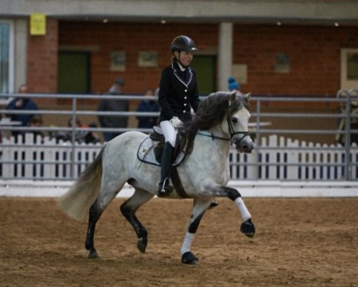 Deckhengst Santiago (Welsh Pony (Sek.B), 2002, von Schwalmprinz)