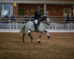 Pferd Santiago (Welsh Pony (Sek.B), 2002, von Schwalmprinz)