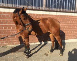 Springpferd Robin R (Hessisches Warmblut, 2002, von Reflektor)