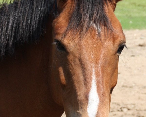 dressage horse Wallace 56 (unknown, 2006)