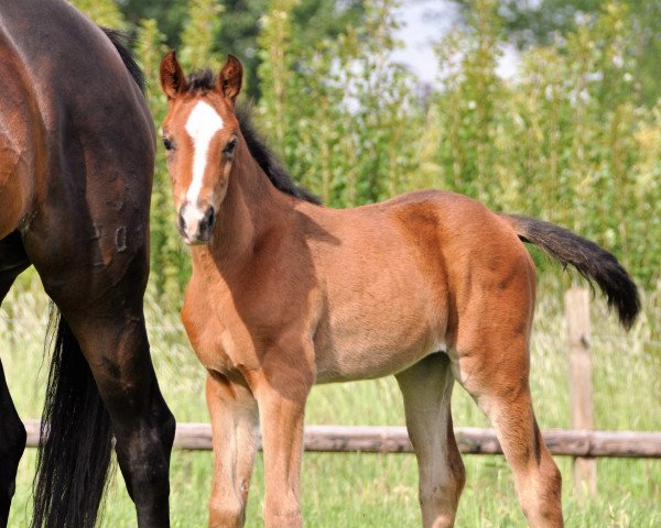 Dressurpferd La Promesa (Belgisches Warmblut,  , von George Clooney)