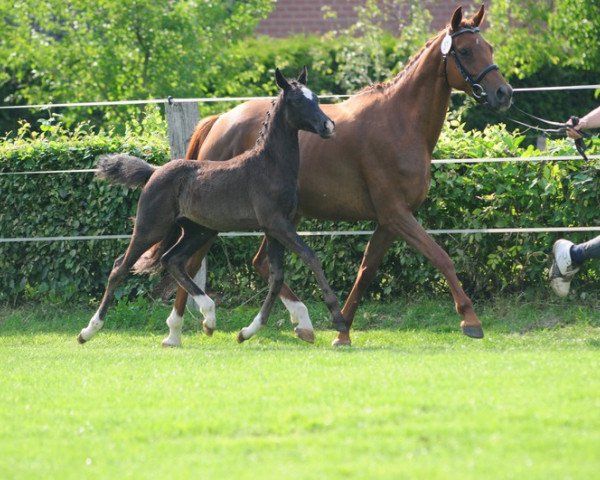 dressage horse Jule (German Riding Pony, 2010, from Davenport II)