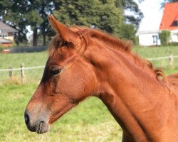 jumper Joyce Tik (German Riding Pony, 2014, from Lady's Wise Guy)