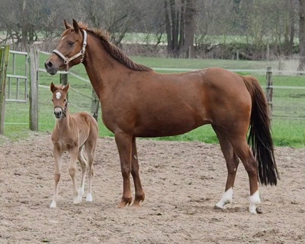 broodmare Jana (German Riding Pony, 2005, from Tizian)