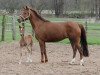 broodmare Jana (German Riding Pony, 2005, from Tizian)