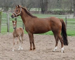 Zuchtstute Jana (Deutsches Reitpony, 2005, von Tizian)