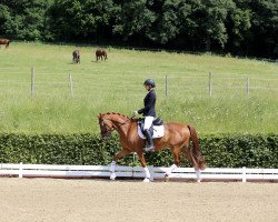 Springpferd Lucky Moon (Deutsches Reitpony, 2010, von Lucky Lao)