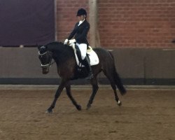 broodmare Bonita 495 (Hanoverian, 2006, from Brentano II)