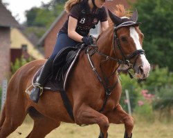 dressage horse Quebec 26 (Hanoverian, 2000, from Quasi Quattro)