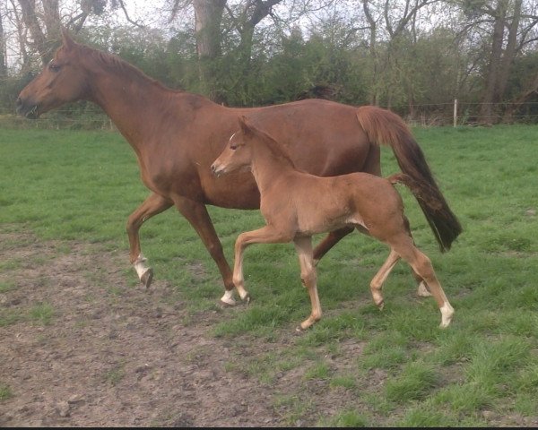 dressage horse Something Special H (Westphalian, 2016, from Sir Heinrich OLD)