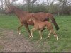 dressage horse Something Special H (Westphalian, 2016, from Sir Heinrich OLD)