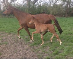 dressage horse Something Special H (Westphalian, 2016, from Sir Heinrich OLD)