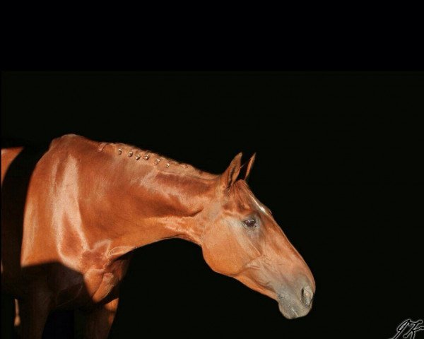 Springpferd Gianna (Zweibrücker, 1991, von Gabbro)