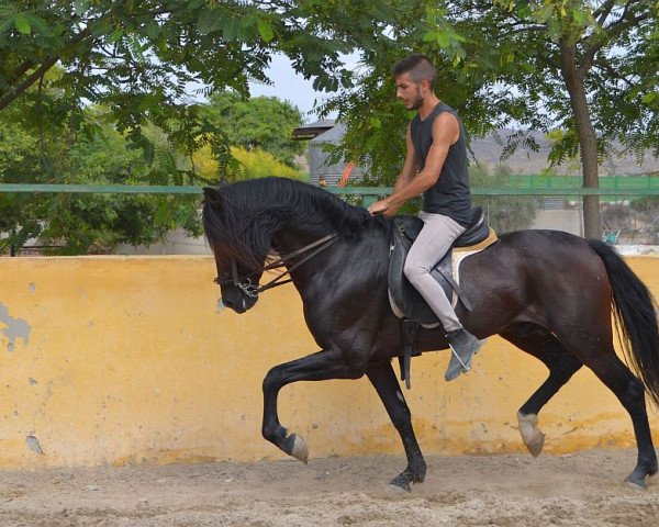 stallion Talante CH (Pura Raza Espanola (PRE), 2009)