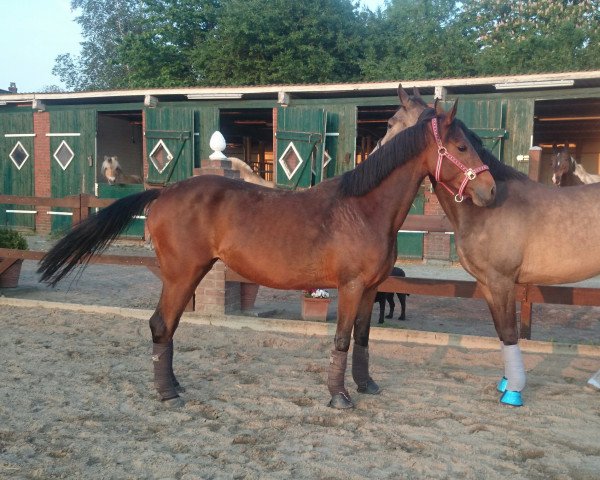 broodmare Cornflake Girl (German Riding Pony, 2008, from Chantre B)