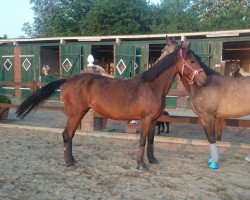 broodmare Cornflake Girl (German Riding Pony, 2008, from Chantre B)