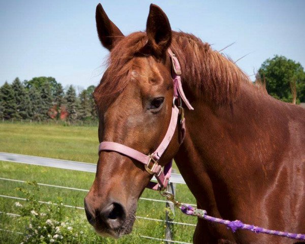 horse Shilfa (Trakehner, 1994, from Argument)