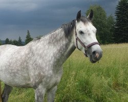 Springpferd Lola S (Oldenburger Springpferd, 2010, von Hh Linton)