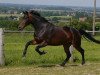 dressage horse Here to stay (German Sport Horse, 2012, from Hochmeister)