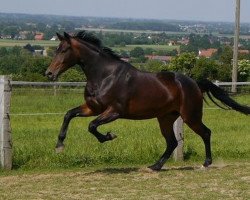 dressage horse Here to stay (German Sport Horse, 2012, from Hochmeister)