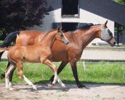 dressage horse Dumbledore W (Mecklenburg, 2016, from Damon Cello)