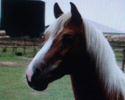 stallion Nostradamus (3,125% ox) (Edelbluthaflinger, 1994, from Notar)