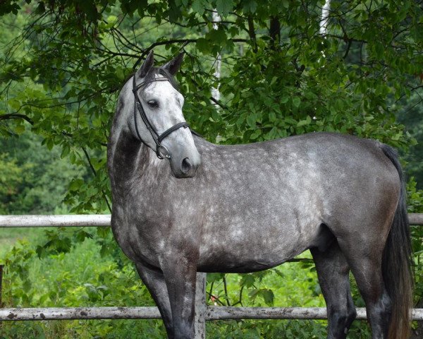 Pferd Mango (Polnisches Warmblut, 2010)