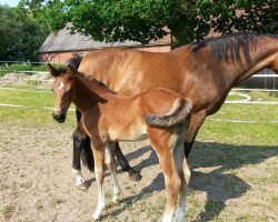 Springpferd Dr. Bob 9 (Holsteiner, 2016, von Constanzehof's Barcley)