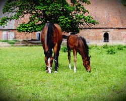 broodmare Udina Uma (Holsteiner, 2004, from Caretino)