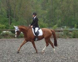 dressage horse Rapunzel 171 (Hanoverian, 2006, from Royal Blend)