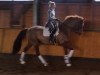 dressage horse Solo Mio (Oldenburg, 2008, from Sorento OLD)