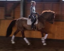 dressage horse Solo Mio (Oldenburg, 2008, from Sorento OLD)