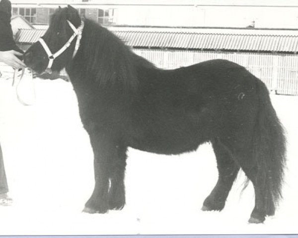 stallion Max van Stal Olyhof (Shetland Pony, 1979, from Barthold van Stal Olyhof)