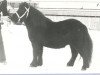 Deckhengst Max van Stal Olyhof (Shetland Pony, 1979, von Barthold van Stal Olyhof)