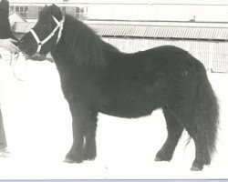 Deckhengst Max van Stal Olyhof (Shetland Pony, 1979, von Barthold van Stal Olyhof)