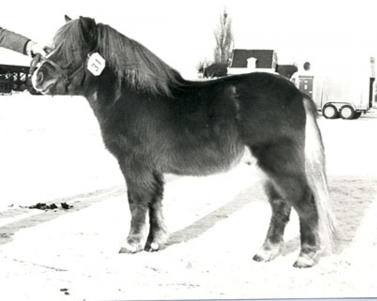 Deckhengst Maurits van de Oude Toren (Shetland Pony, 1976, von Eddy D)