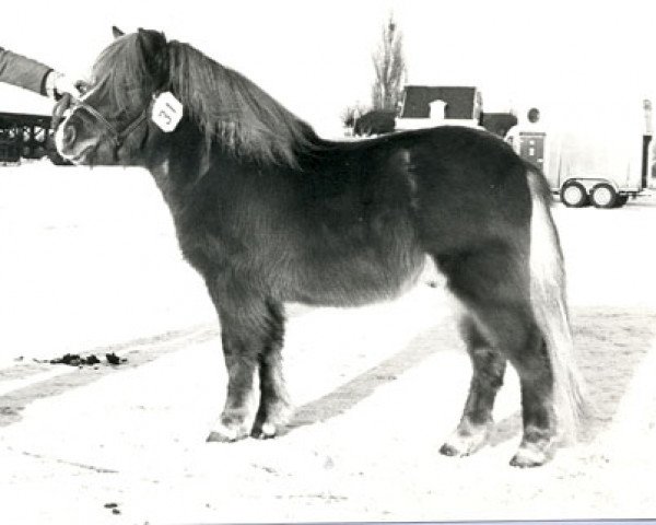 stallion Maurits van de Oude Toren (Shetland Pony, 1976, from Eddy D)