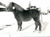 Deckhengst Maurits van de Oude Toren (Shetland Pony, 1976, von Eddy D)