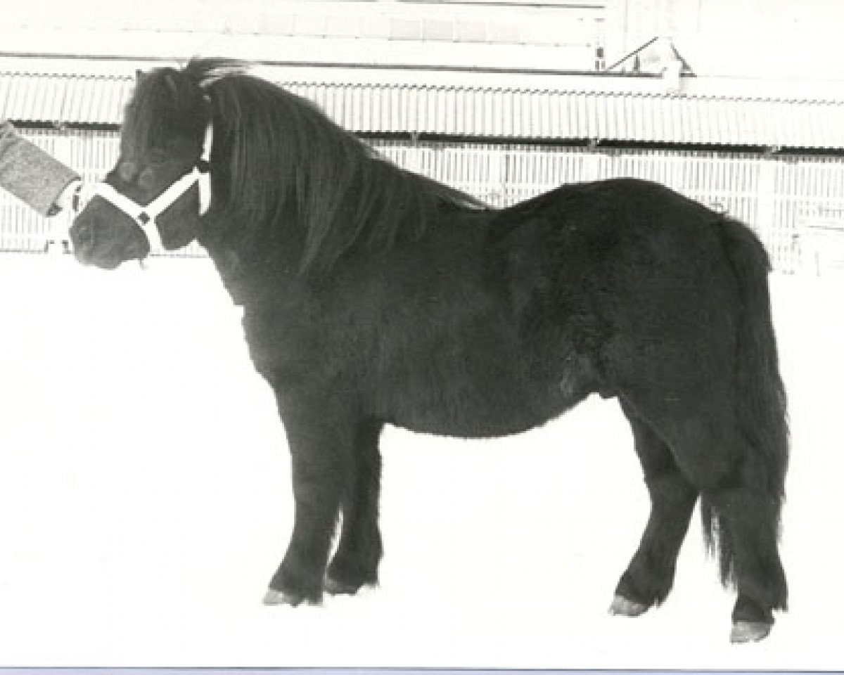 stallion Maurits van Boeicop (Shetland Pony, 1976, from Xavier van Neer)