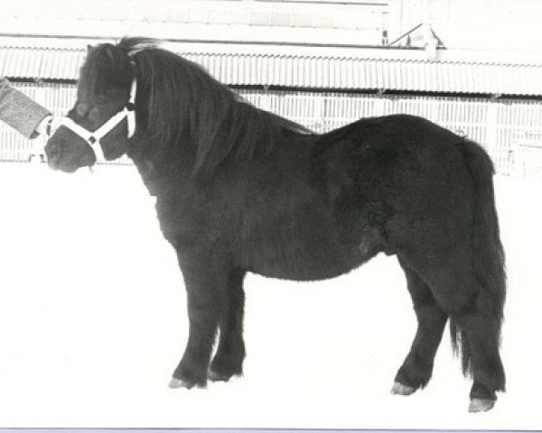 Deckhengst Maurits van Boeicop (Shetland Pony, 1976, von Xavier van Neer)