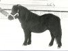 stallion Maurits van Boeicop (Shetland Pony, 1976, from Xavier van Neer)