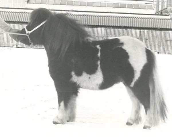 Deckhengst Marko van de Provincialeweg (Shetland Pony (unter 87 cm), 1976, von Gold Star van de Dijk)